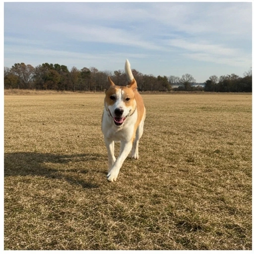 Brittany Spaniel in training